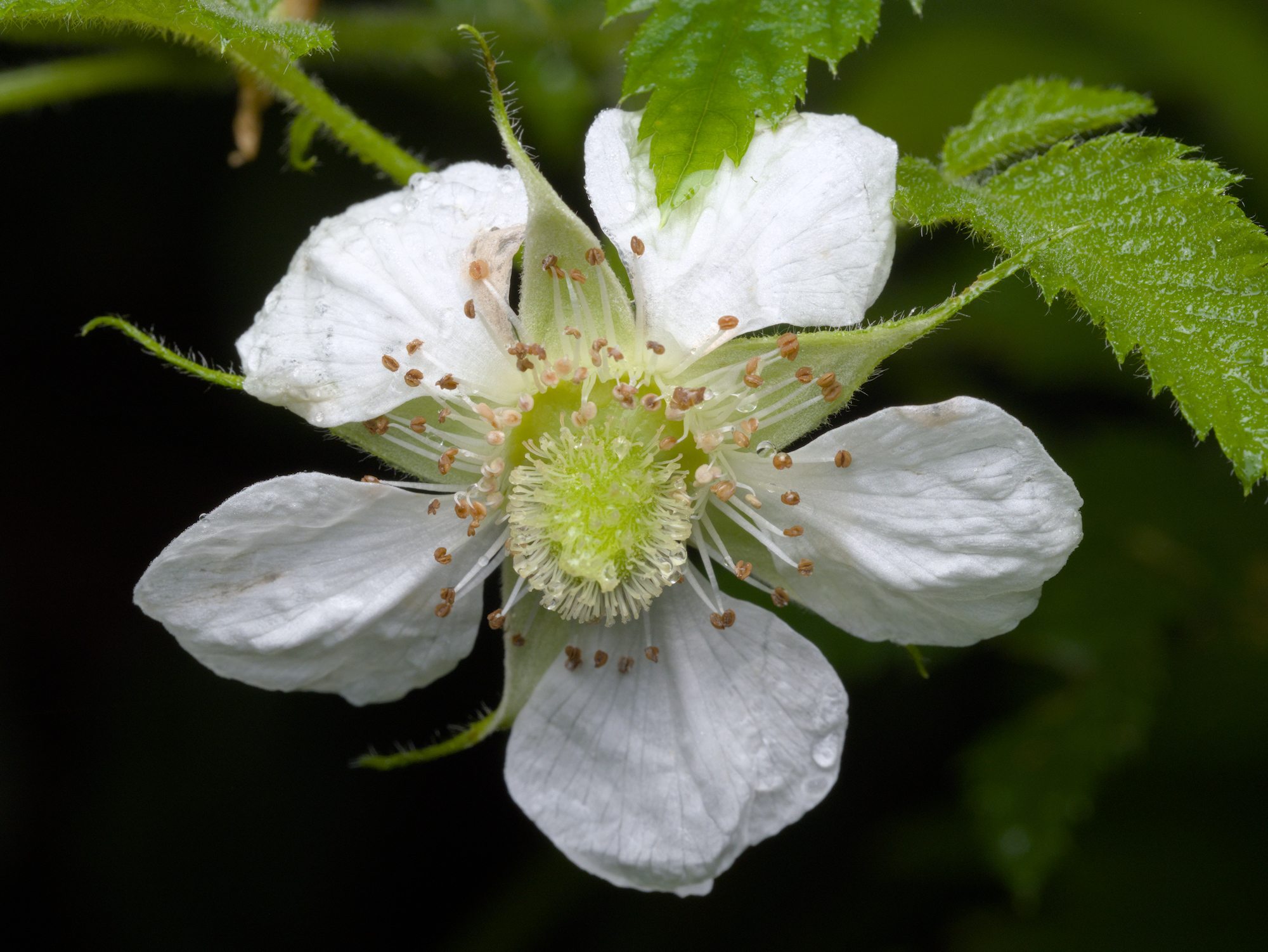Rubus rosifolius