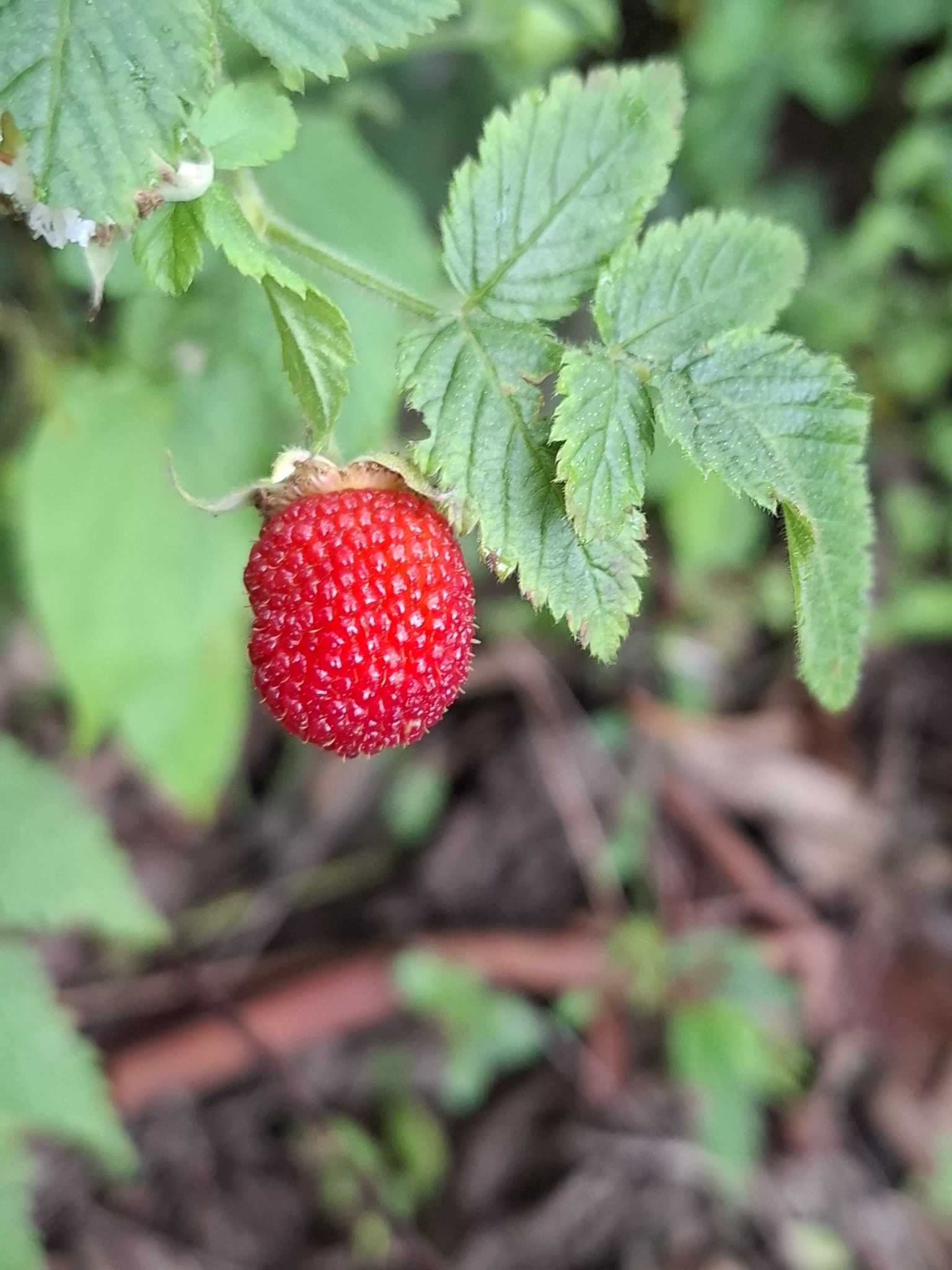 Rubus rosifolius