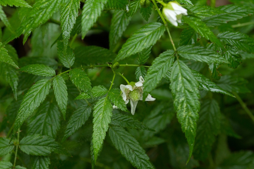 Rubus rosifolius