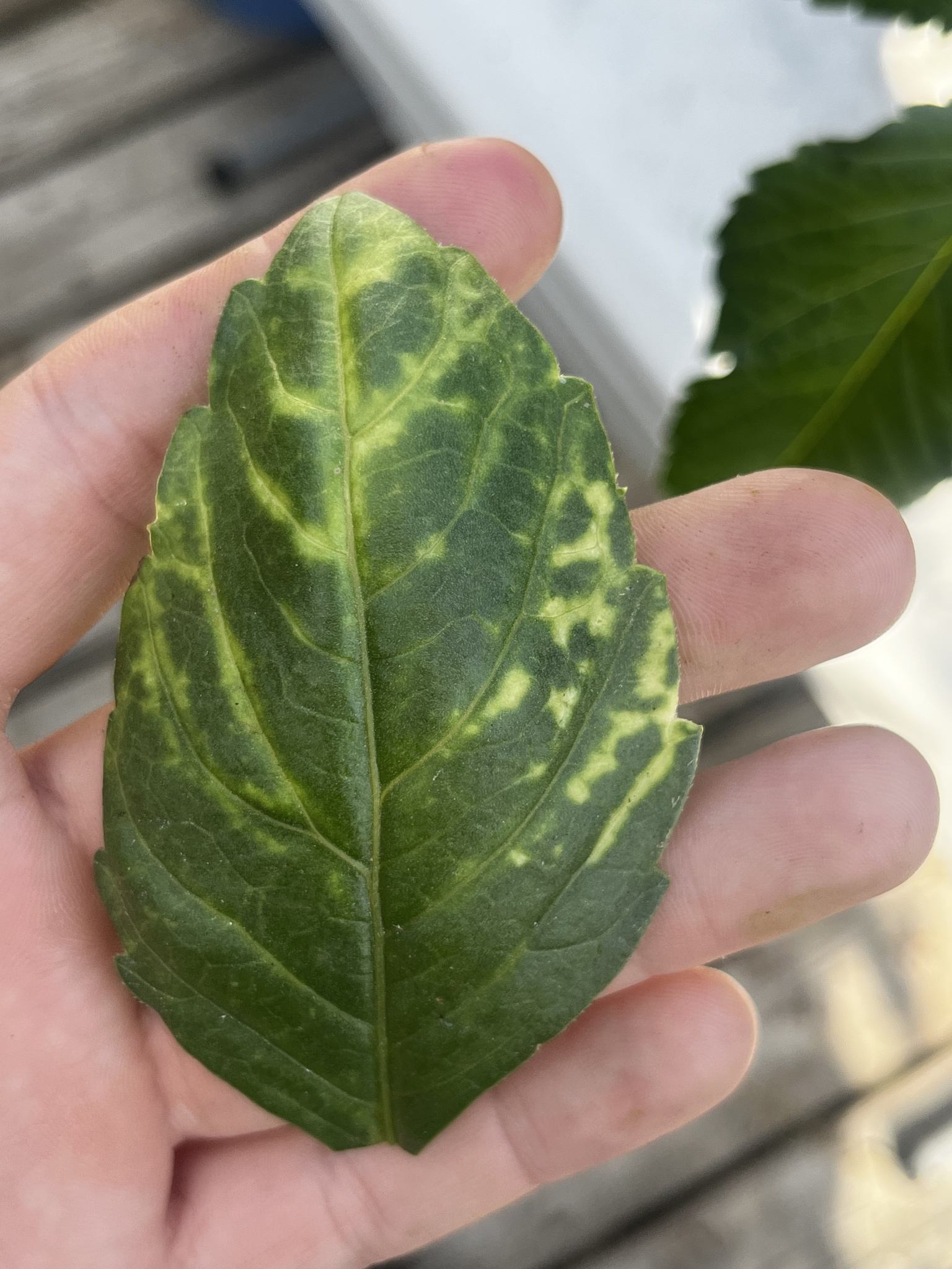 Tobacco streak virus