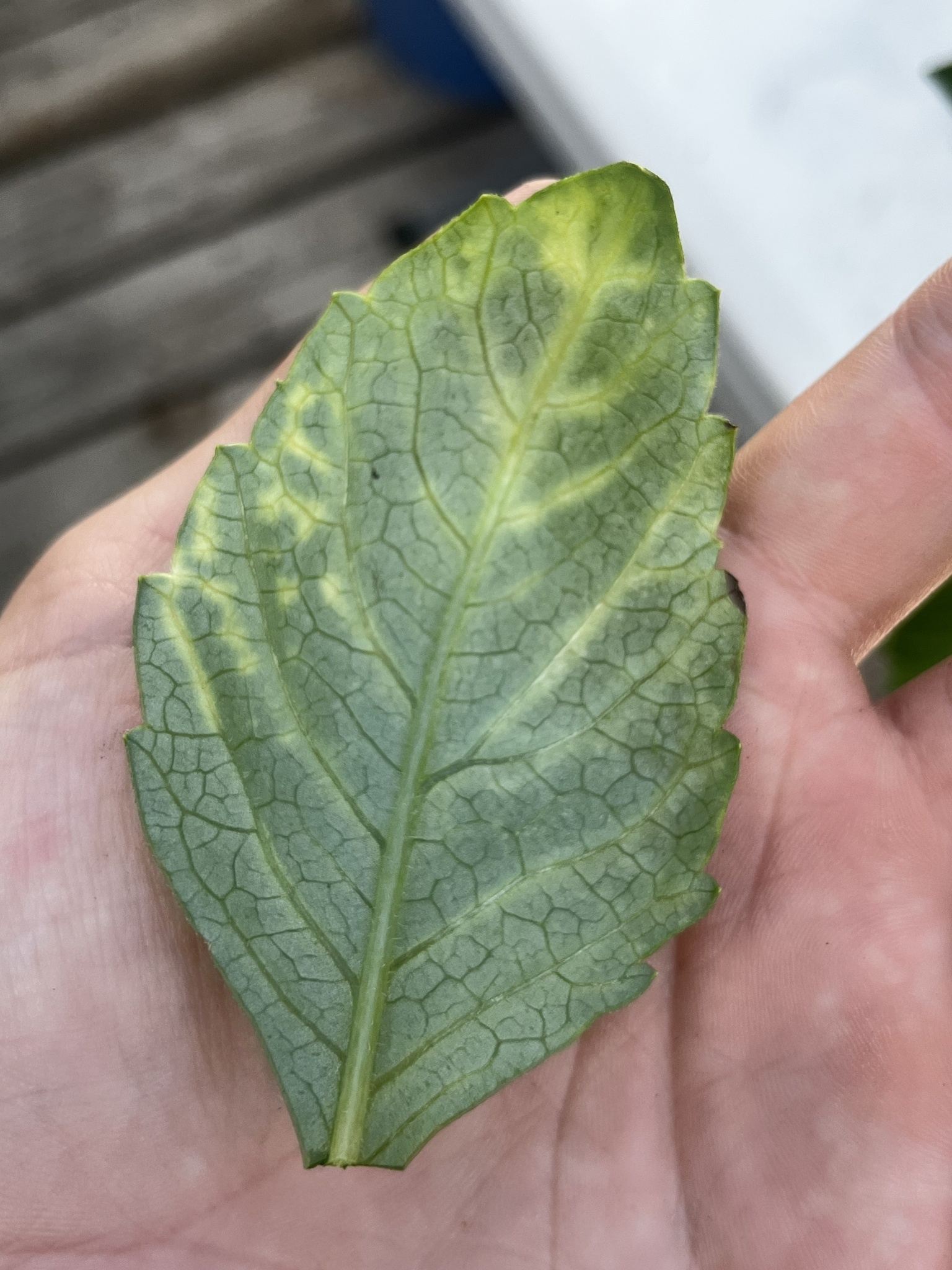 Tobacco streak virus