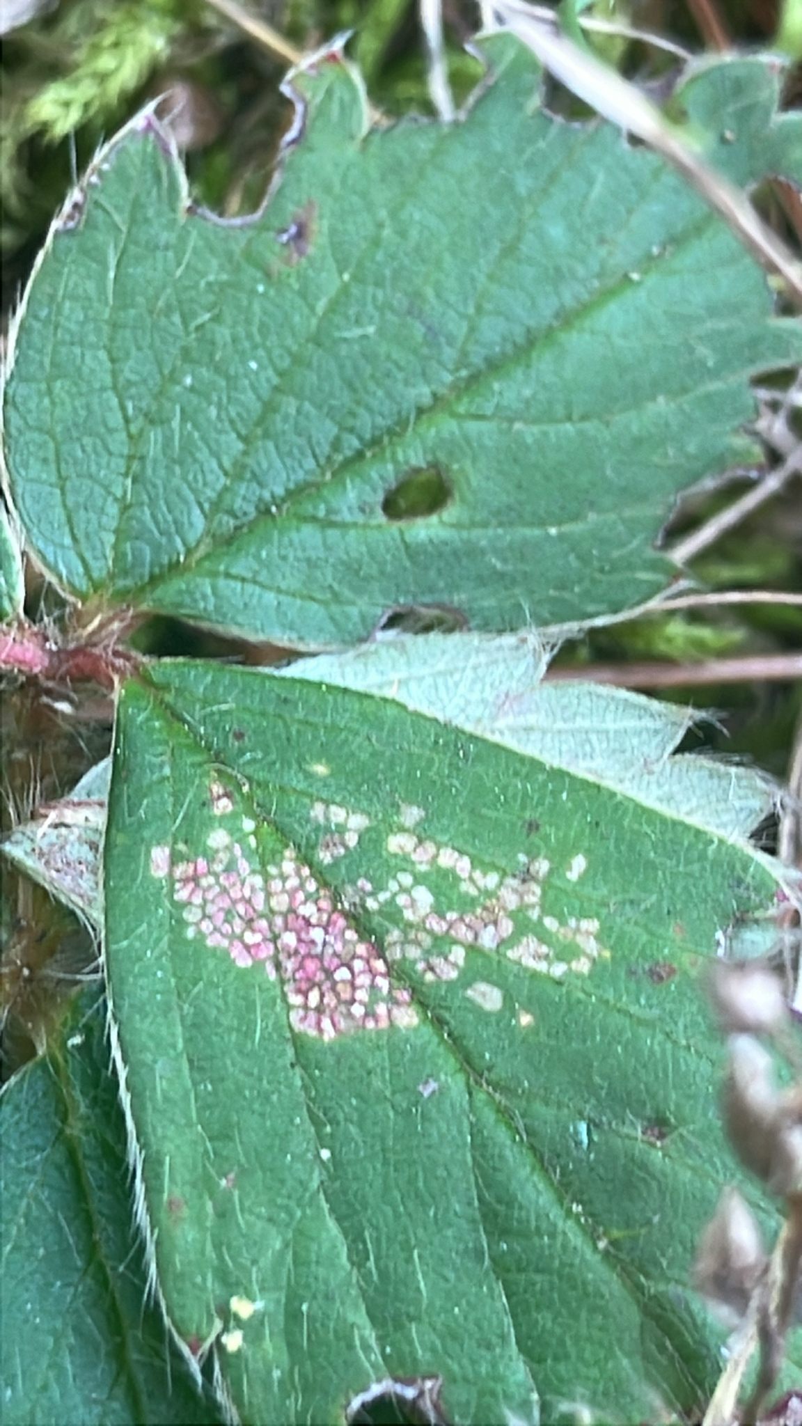 Xanthomonas fragariae