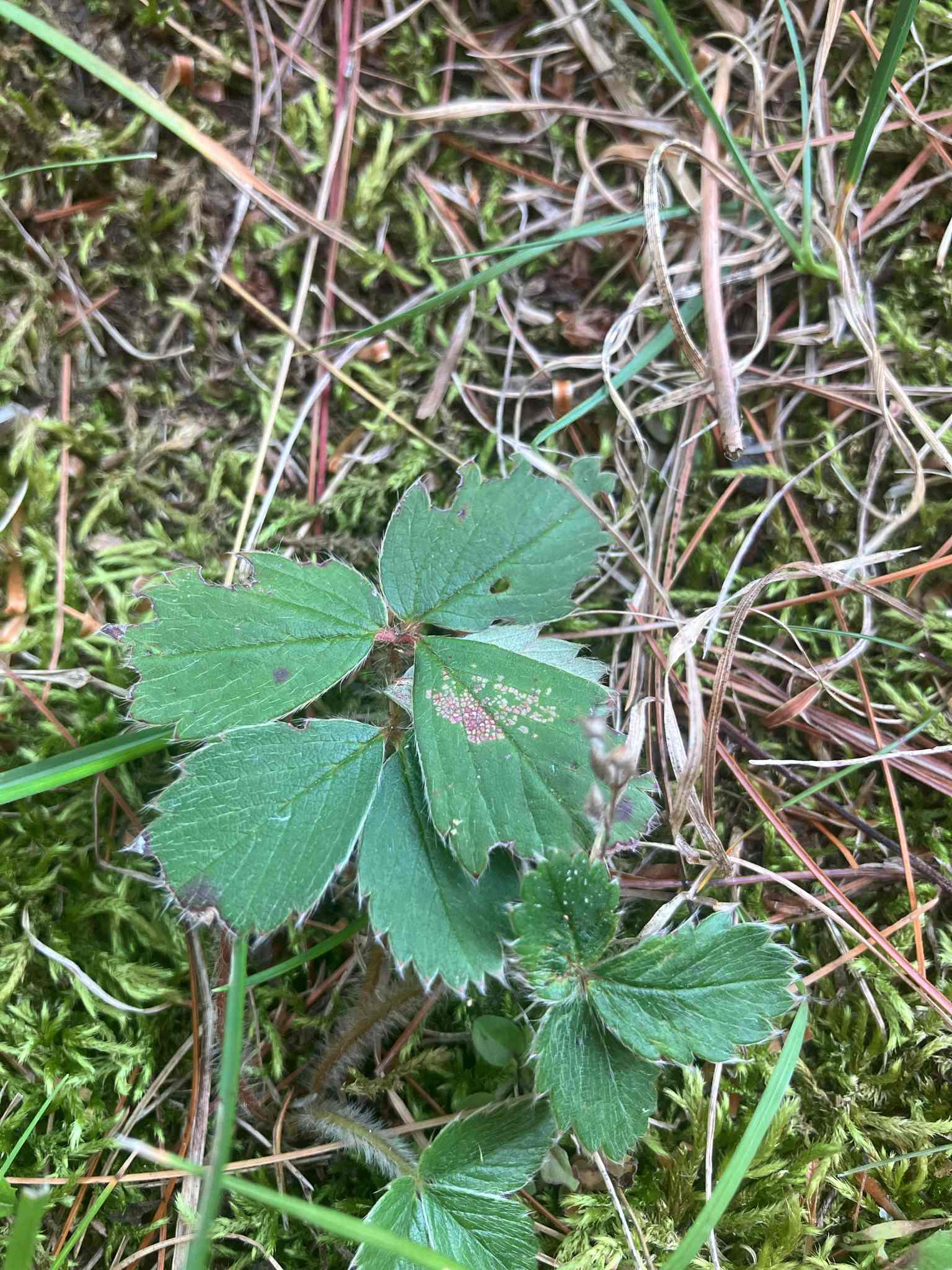 Xanthomonas fragariae