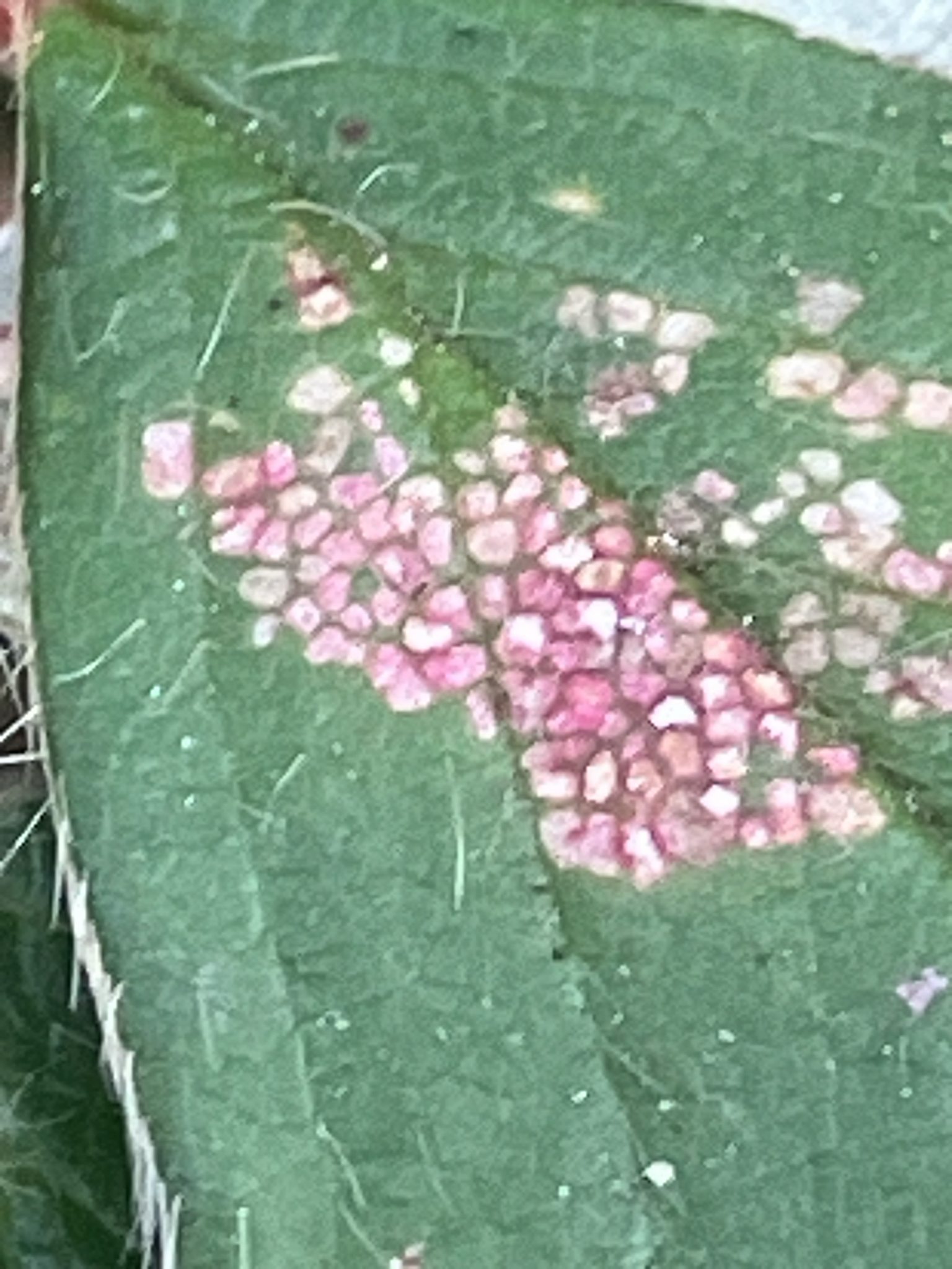 Xanthomonas fragariae
