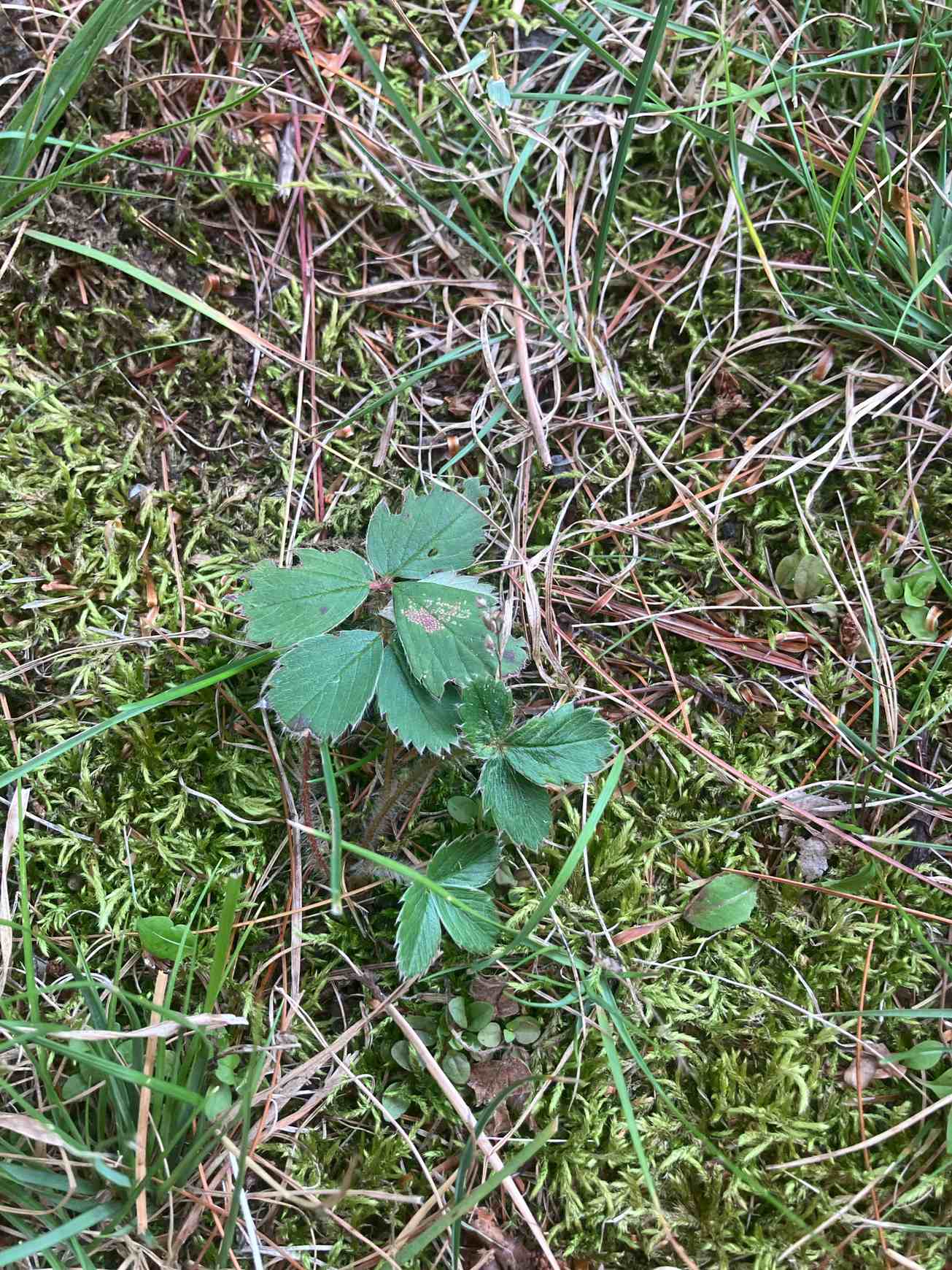 Xanthomonas fragariae