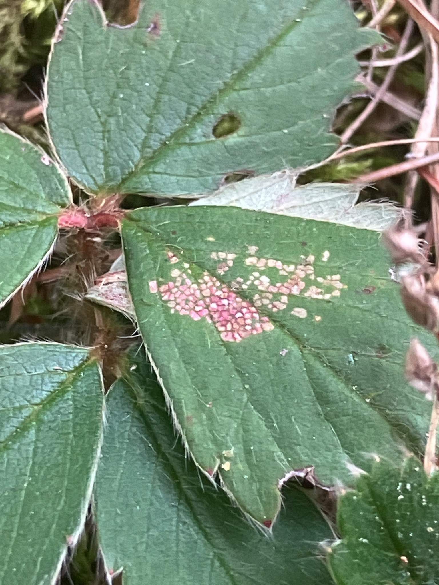 Xanthomonas fragariae