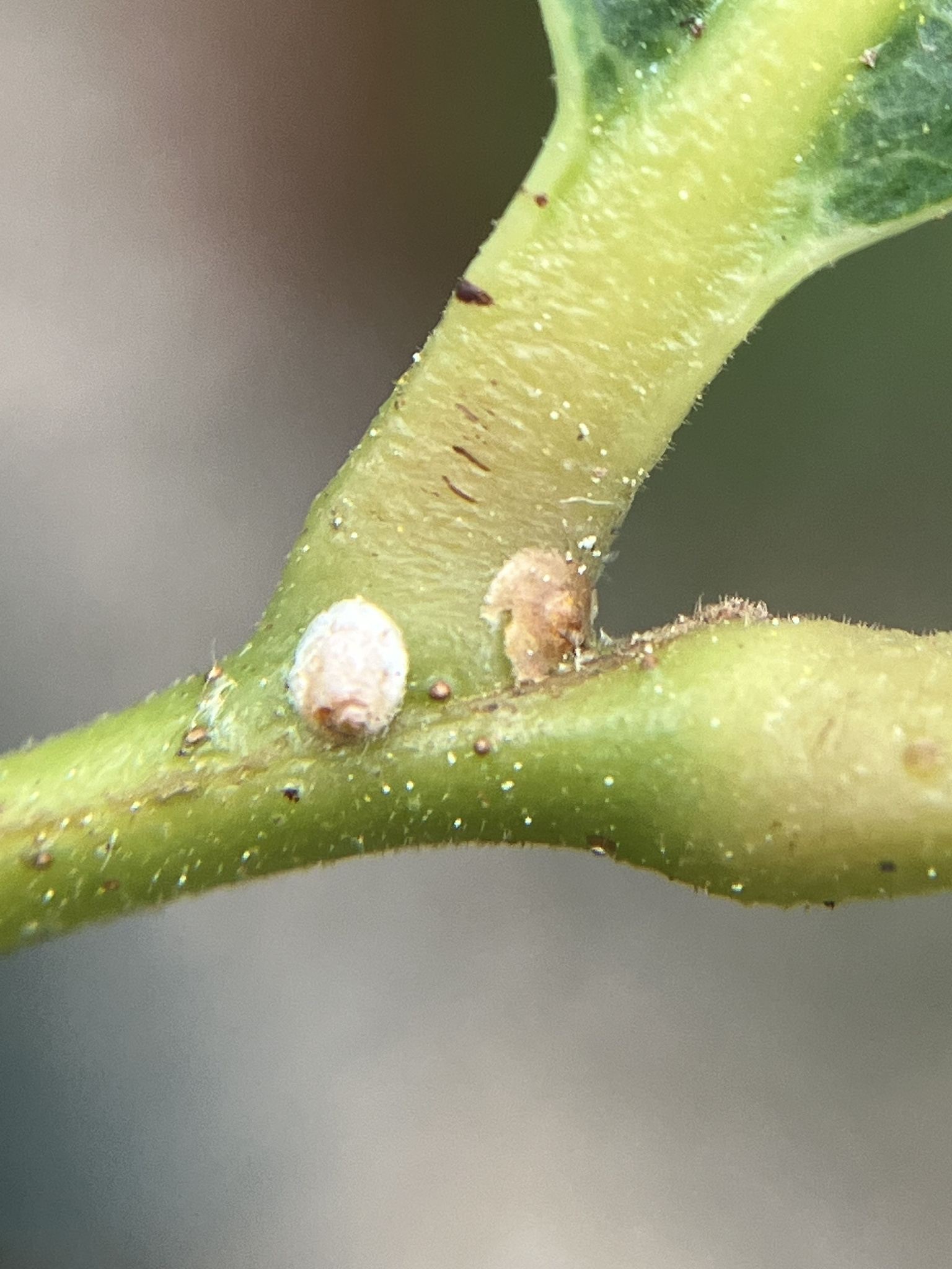 Hemiberlesia lataniae