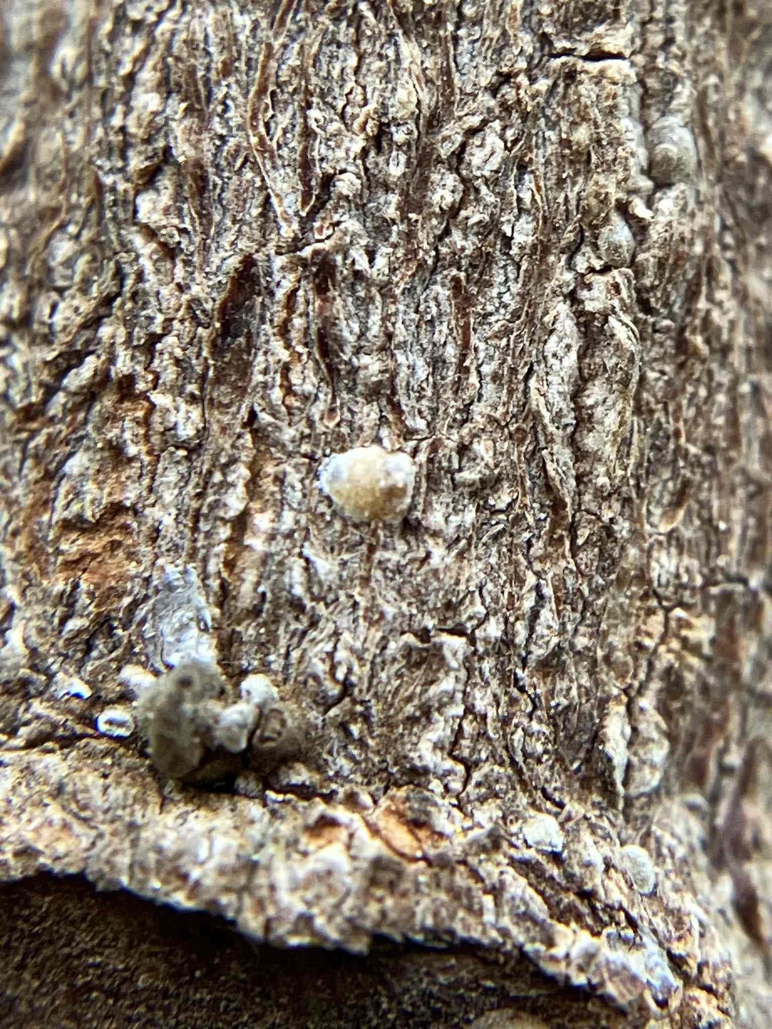 Hemiberlesia lataniae