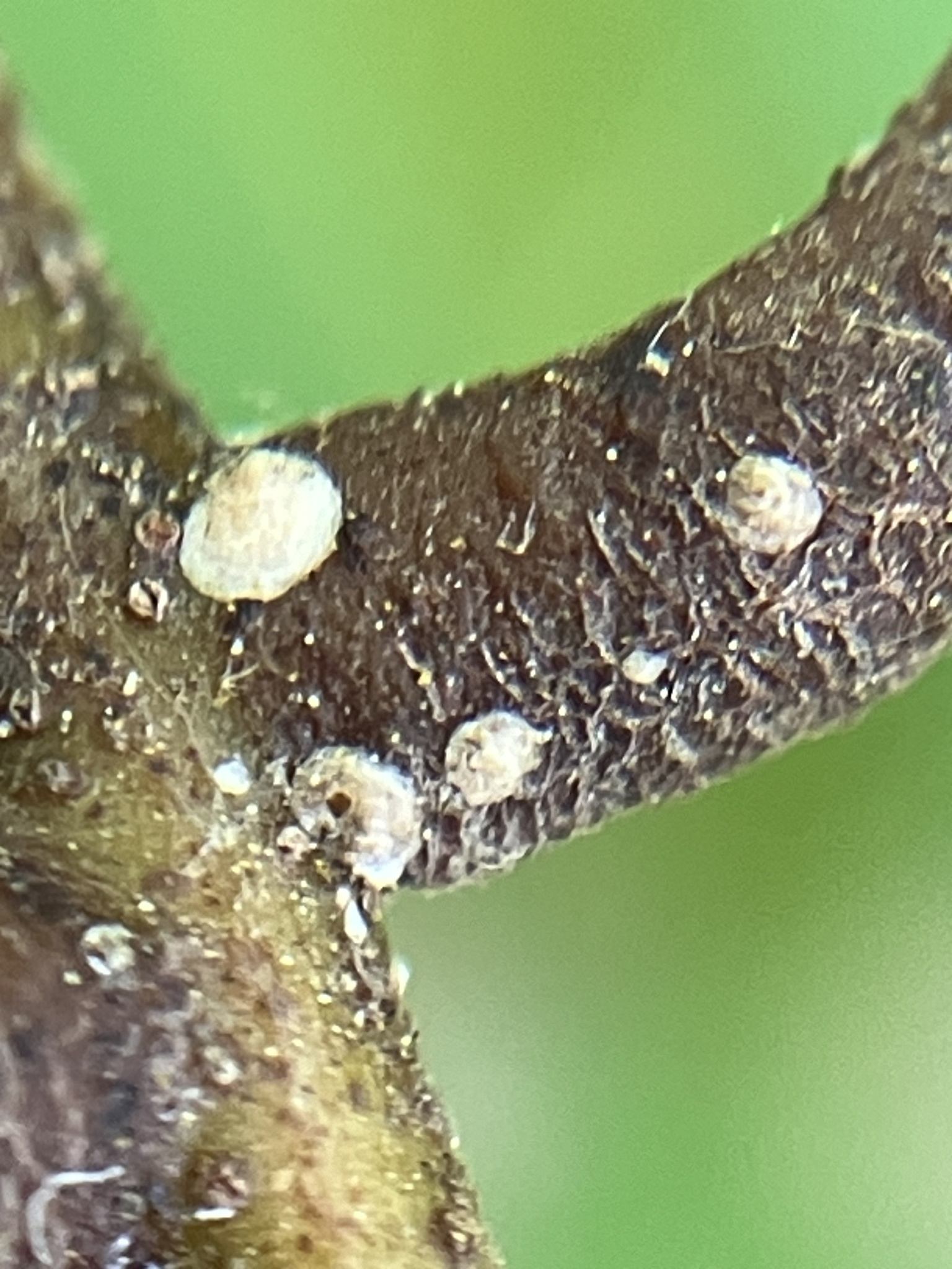 Hemiberlesia lataniae