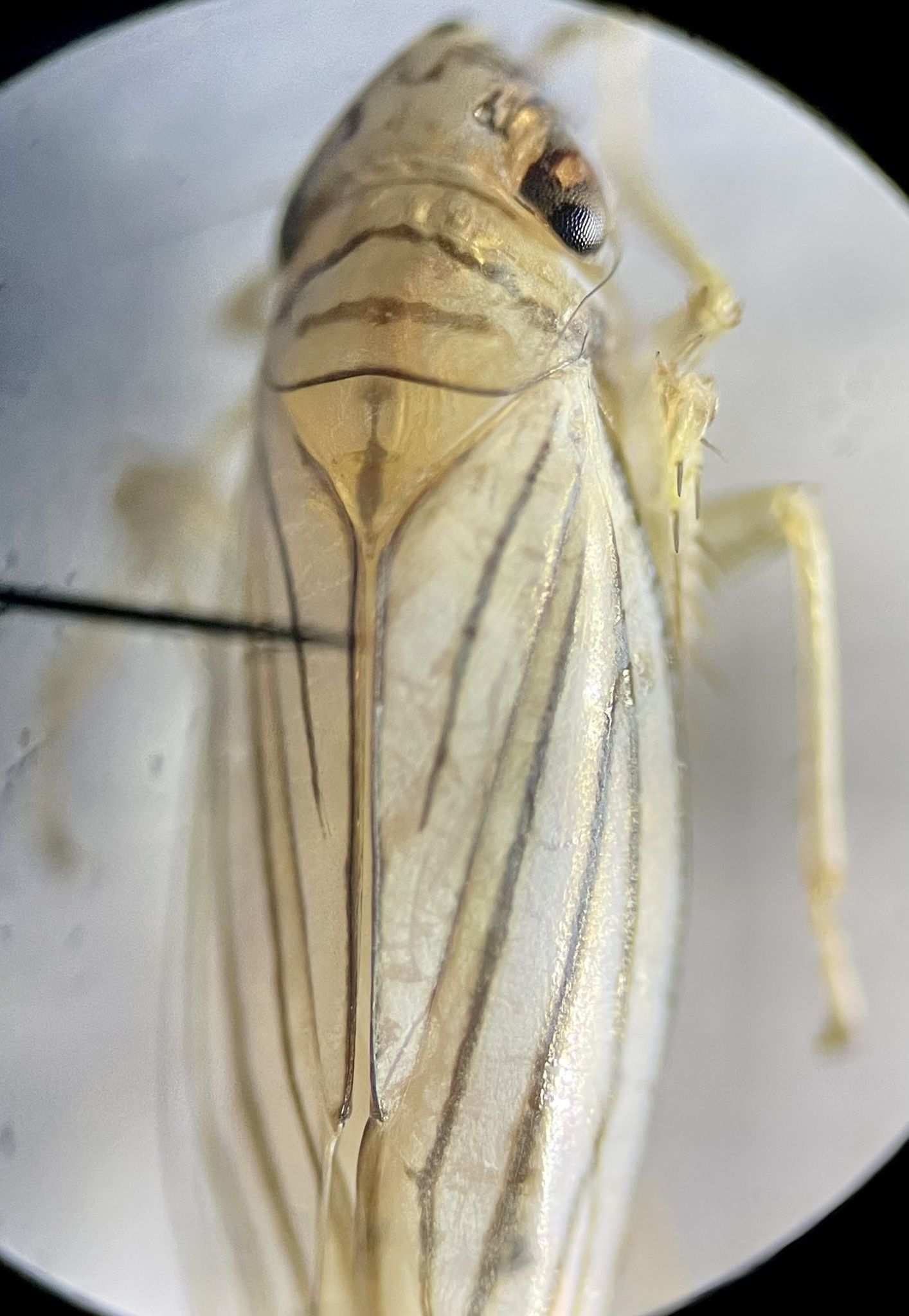 Plesiommata