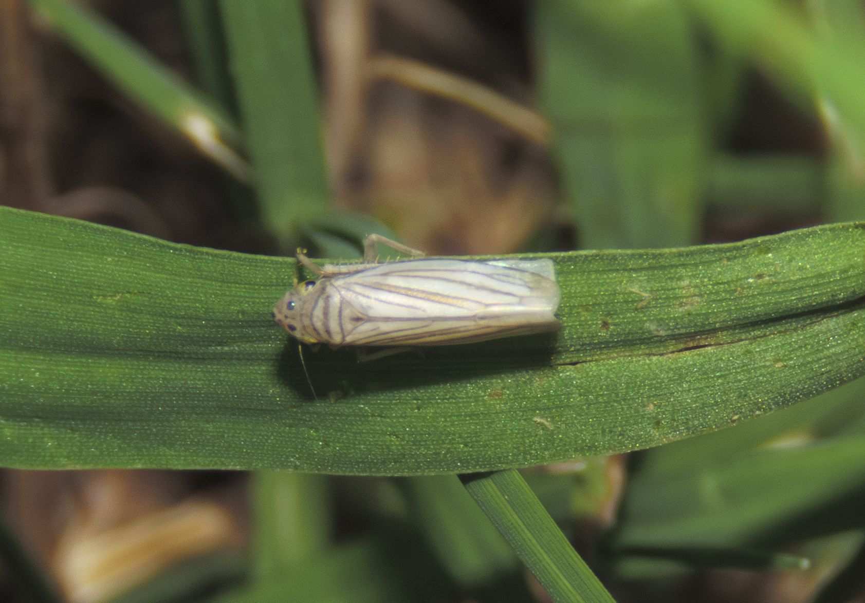 Plesiommata