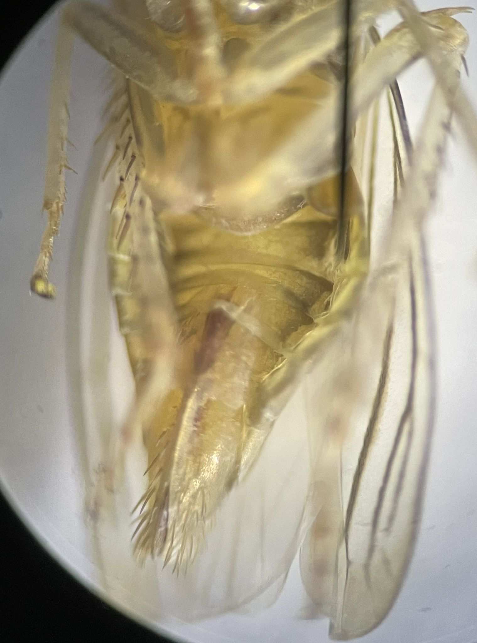 Plesiommata