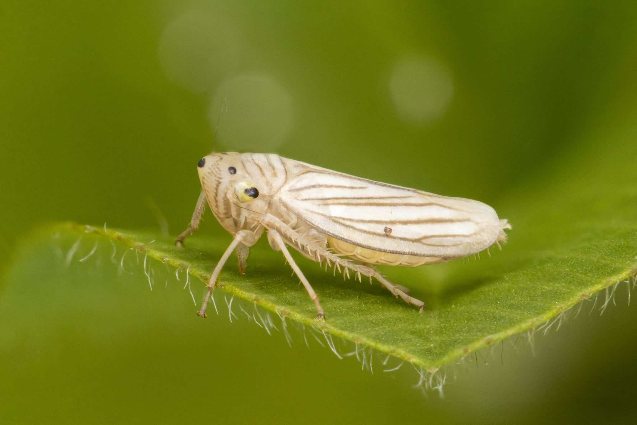 Plesiommata