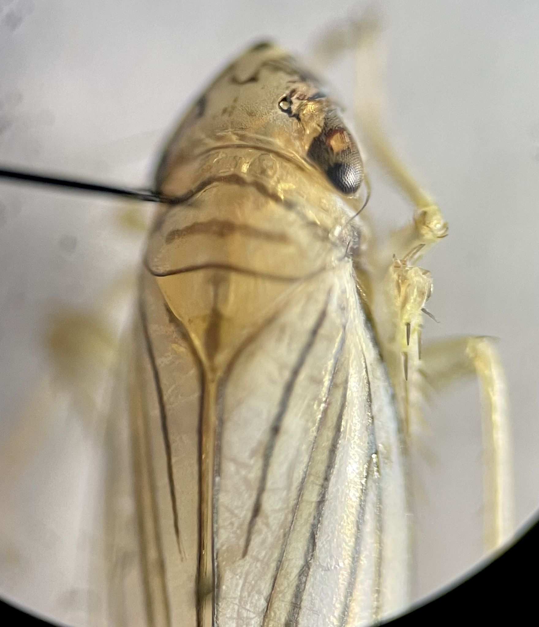 Plesiommata