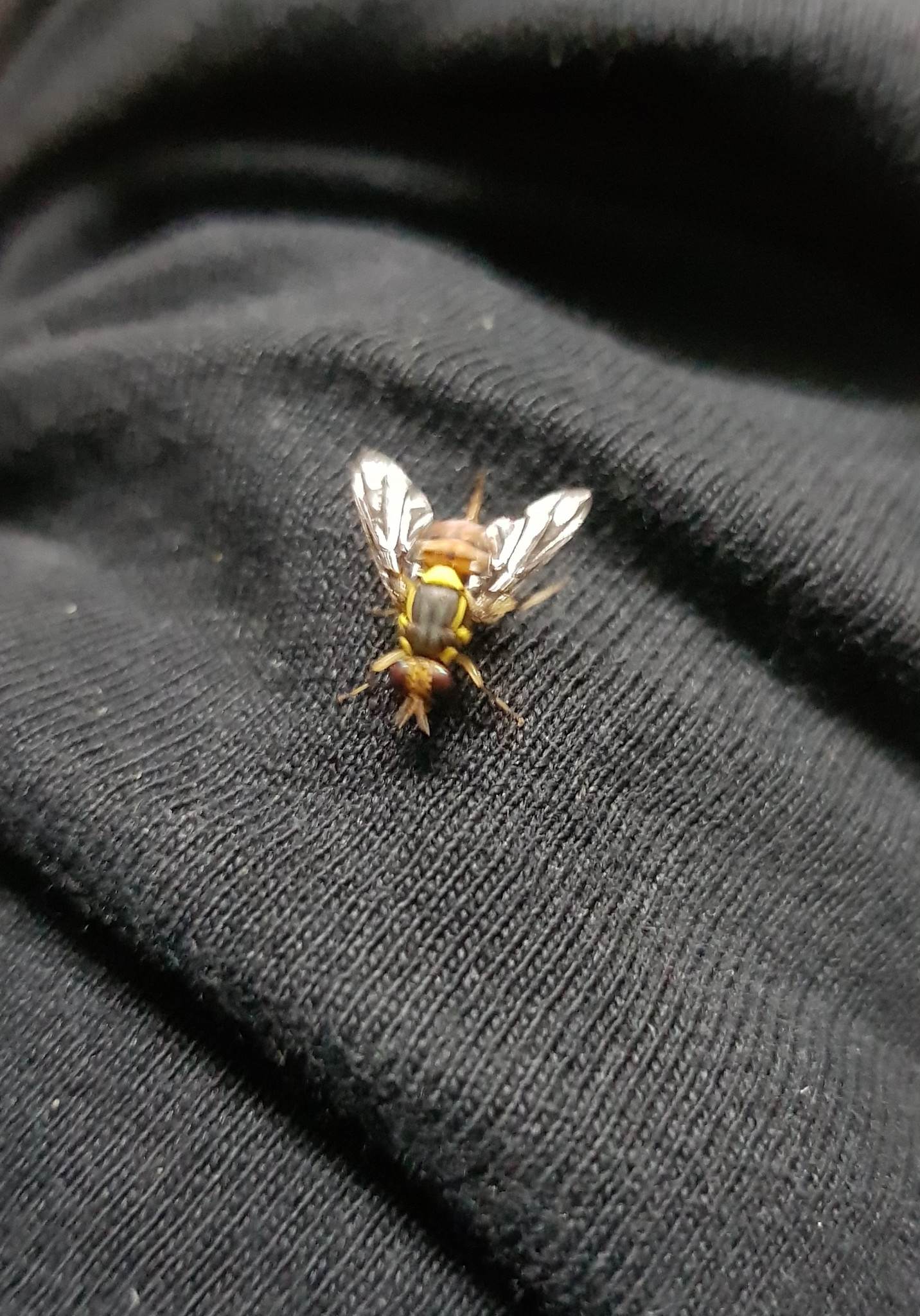 Bactrocera correcta