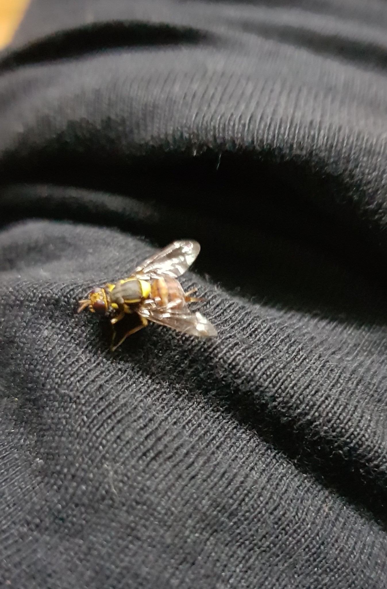 Bactrocera correcta