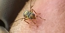 Bactrocera correcta