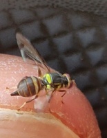 Bactrocera correcta
