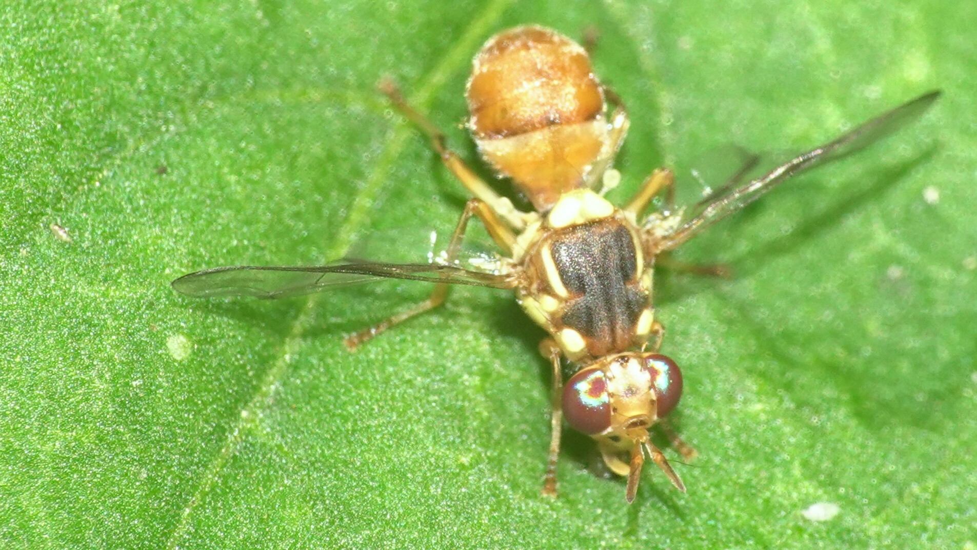 Bactrocera correcta