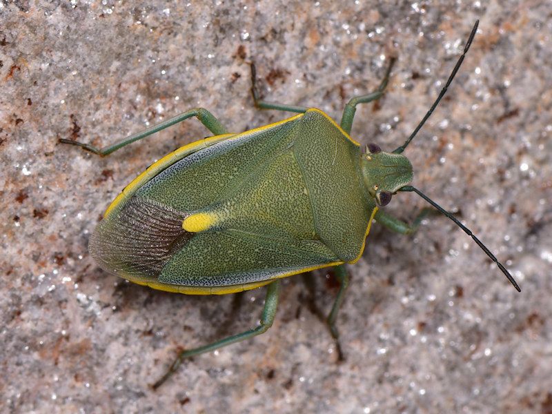Brachynema germarii
