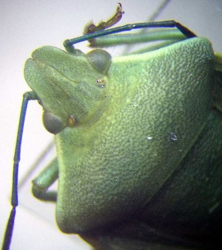 Brachynema germarii