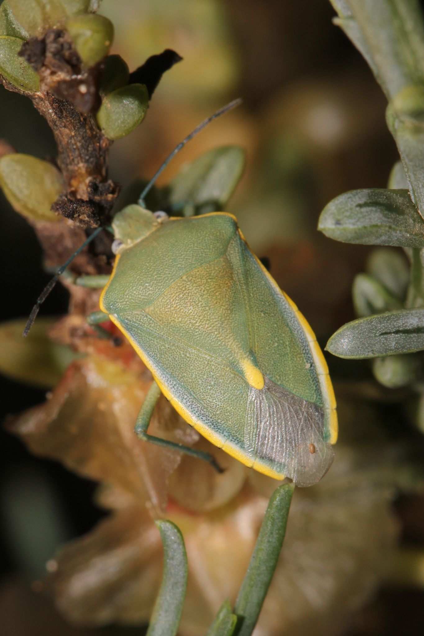Brachynema germarii