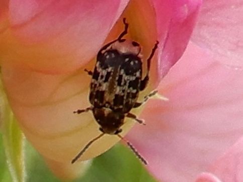 Bruchus affinis