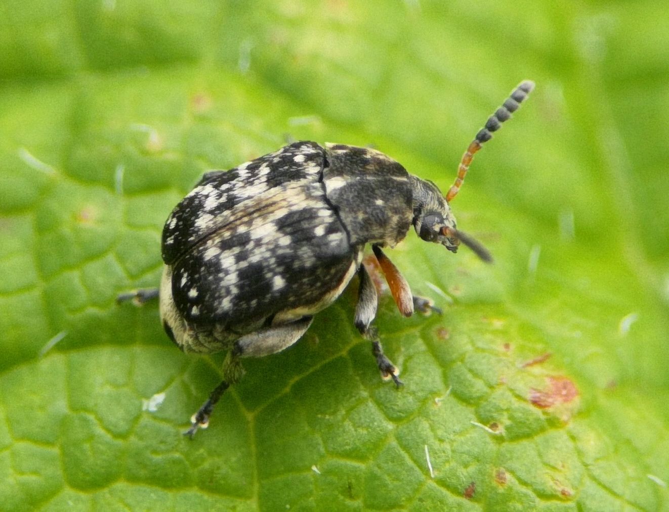 Bruchus affinis