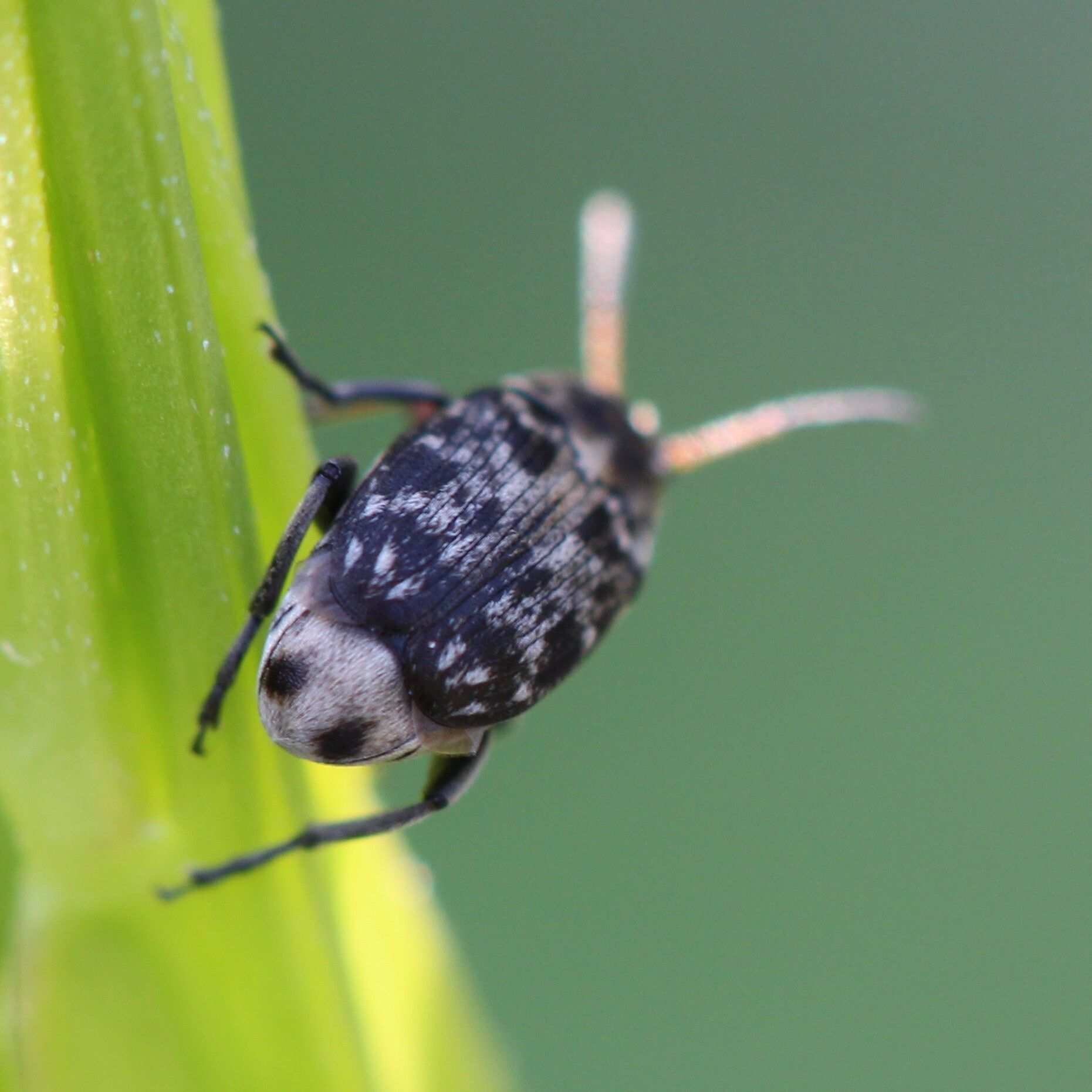Bruchus affinis