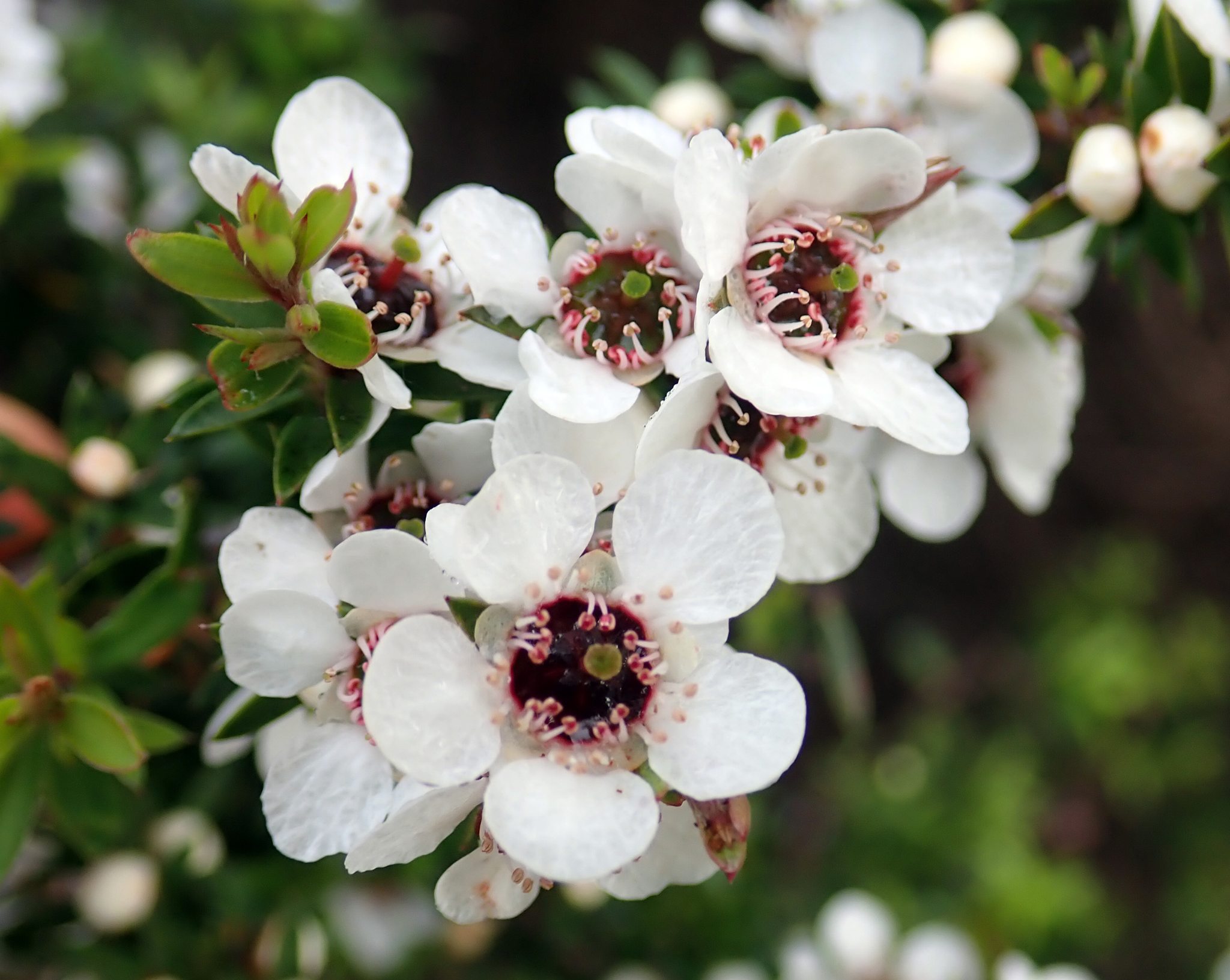 Leptospermum scoparium