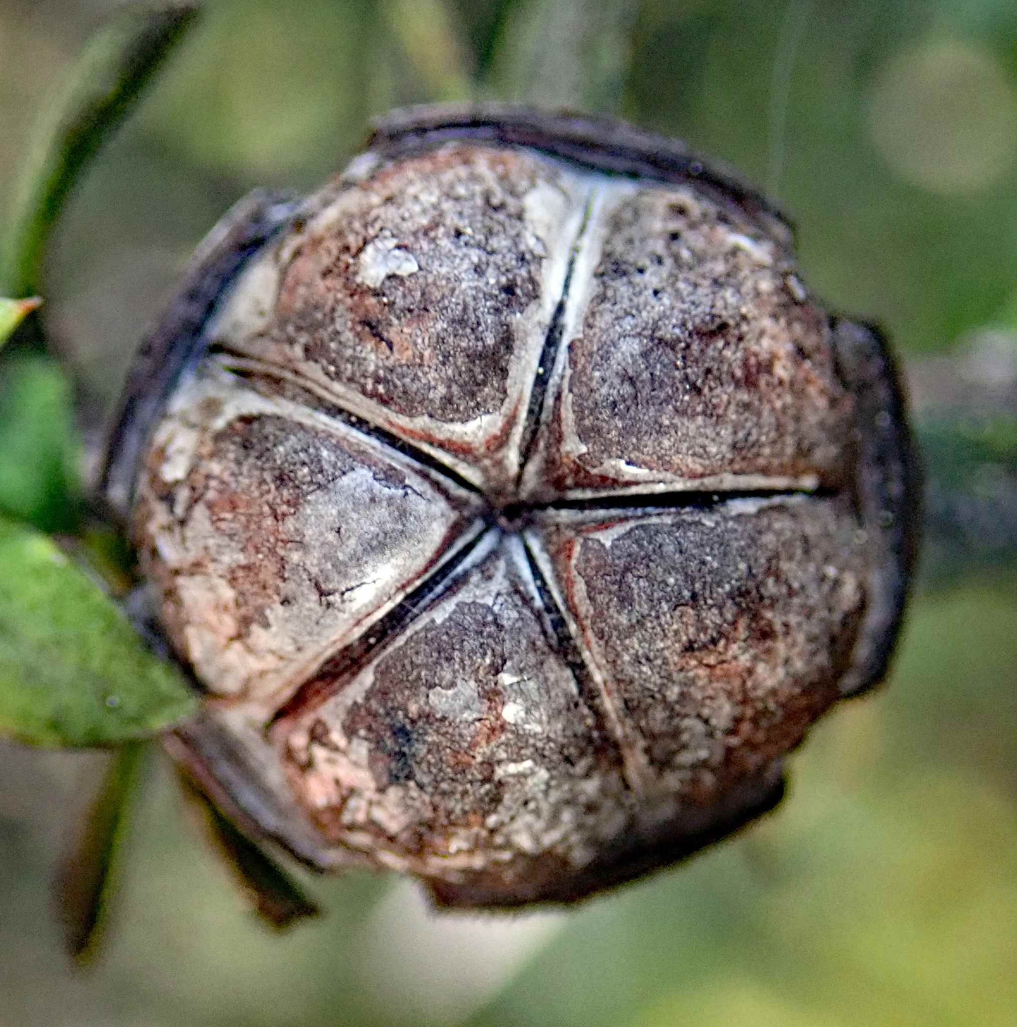 Leptospermum scoparium