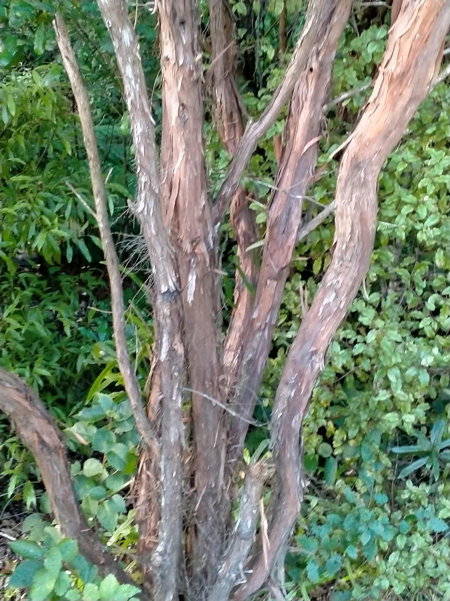 Leptospermum scoparium