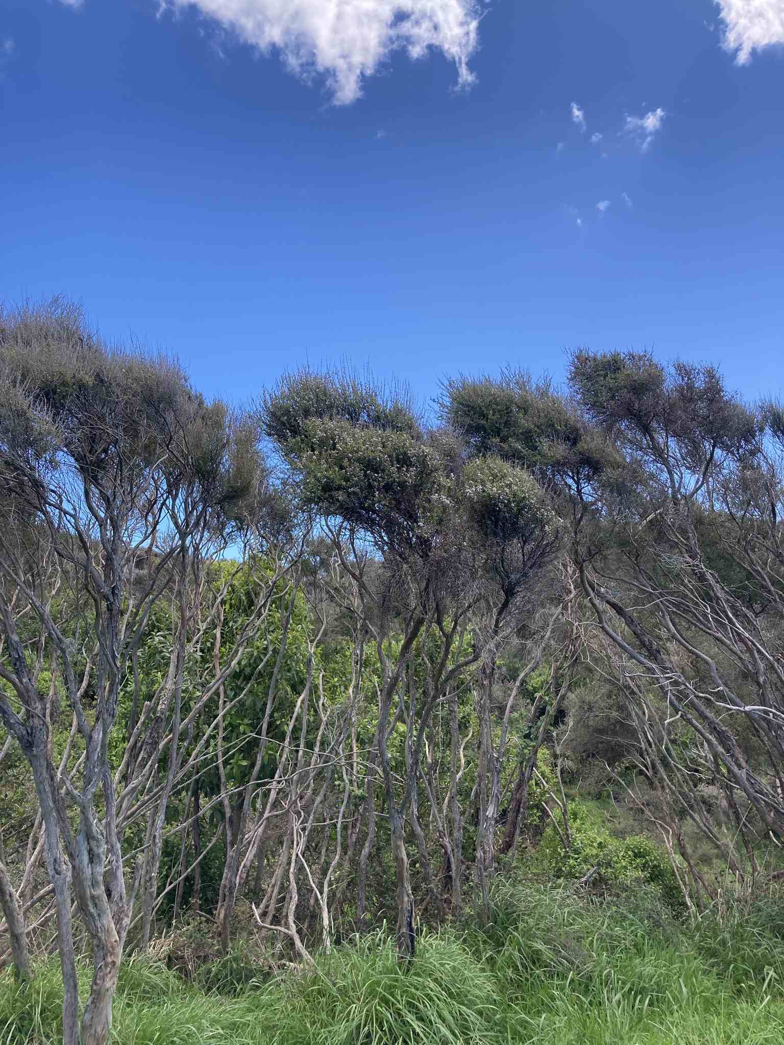 Leptospermum scoparium