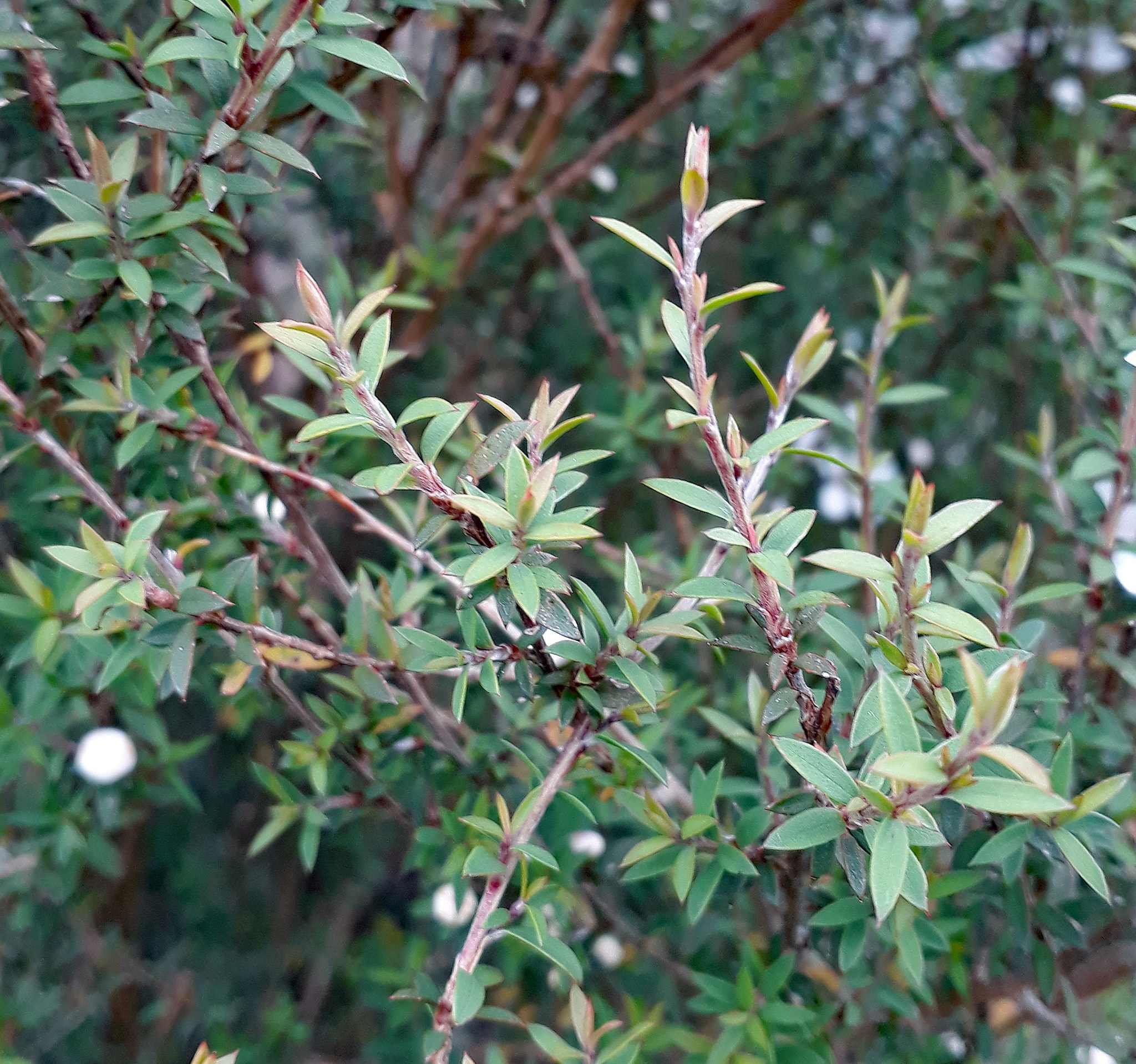 Leptospermum scoparium