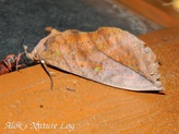 Eudocima tyrannus