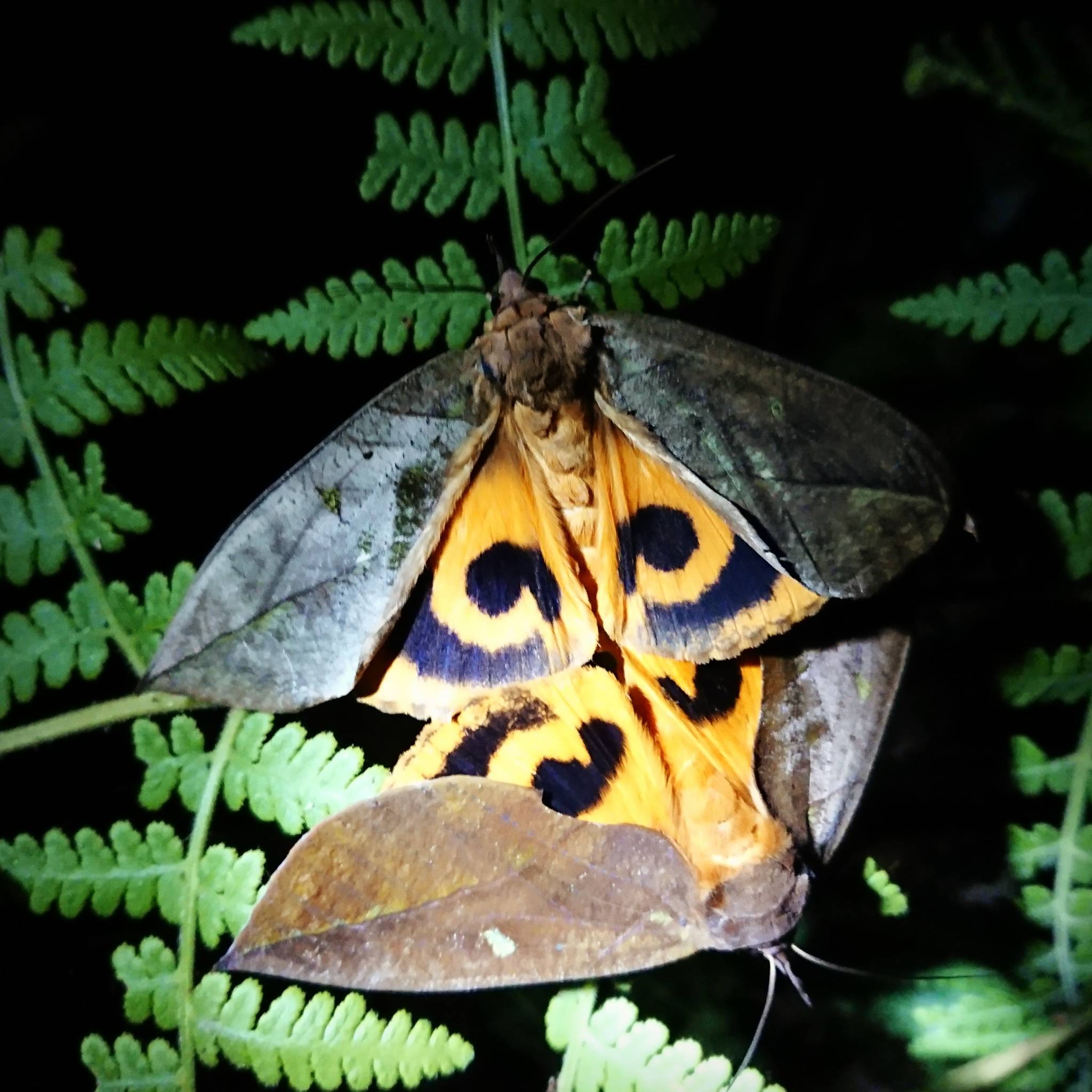 Eudocima tyrannus
