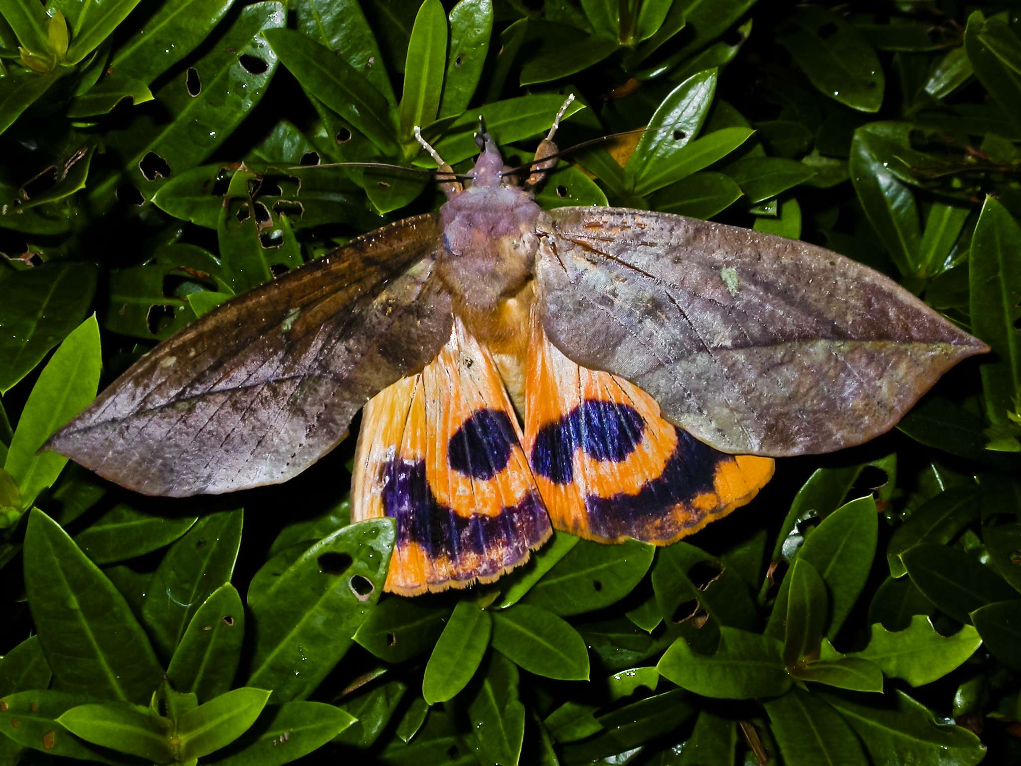 Eudocima tyrannus