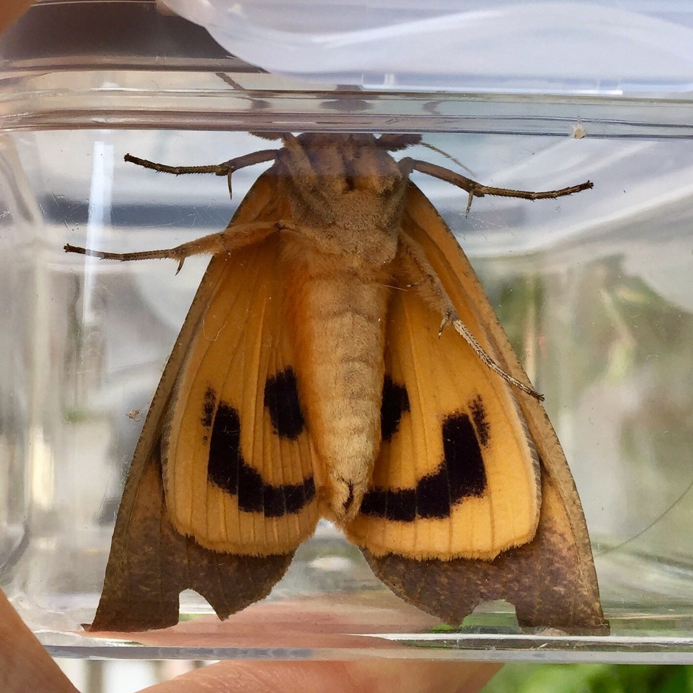 Eudocima tyrannus