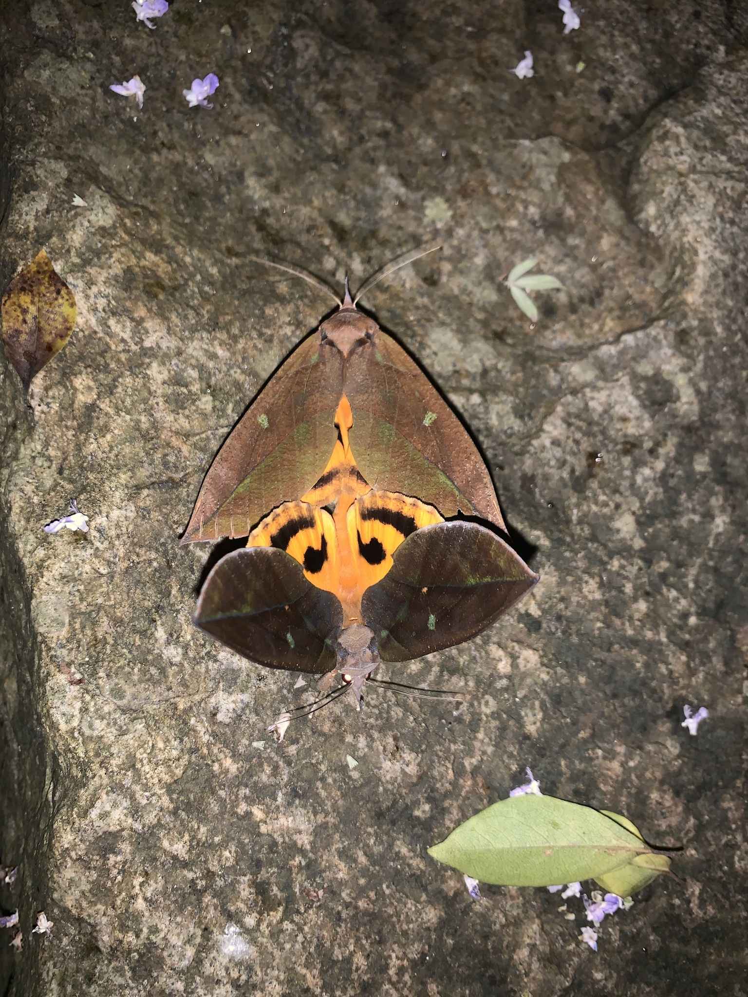 Eudocima tyrannus