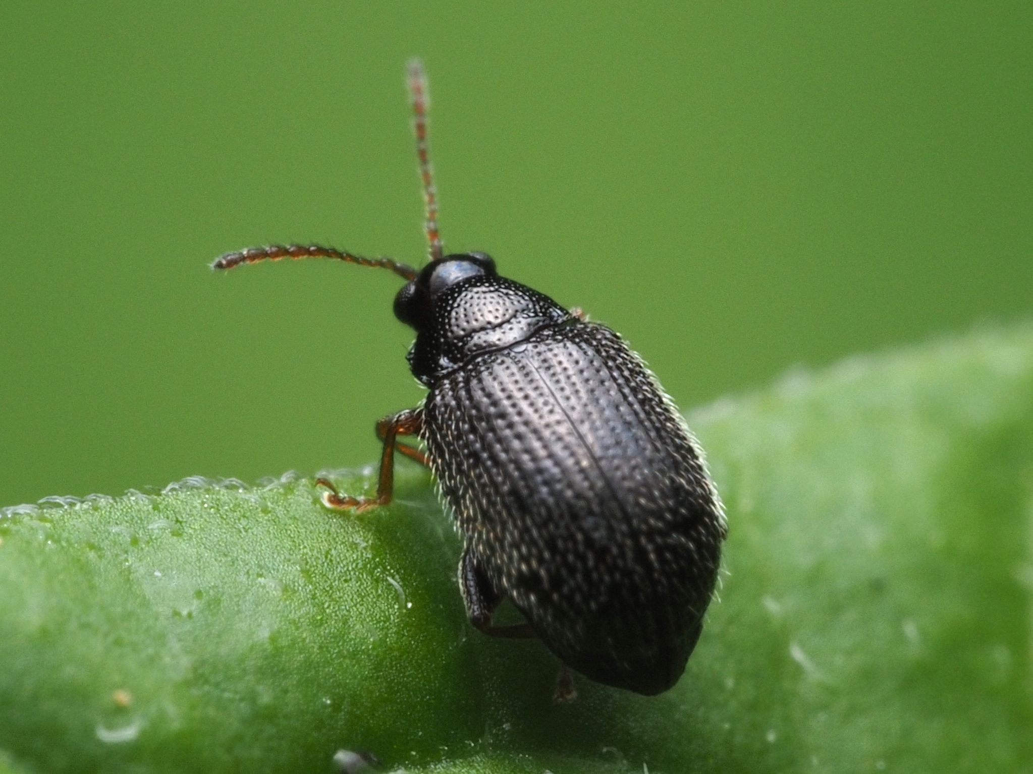 Epitrix cucumeris
