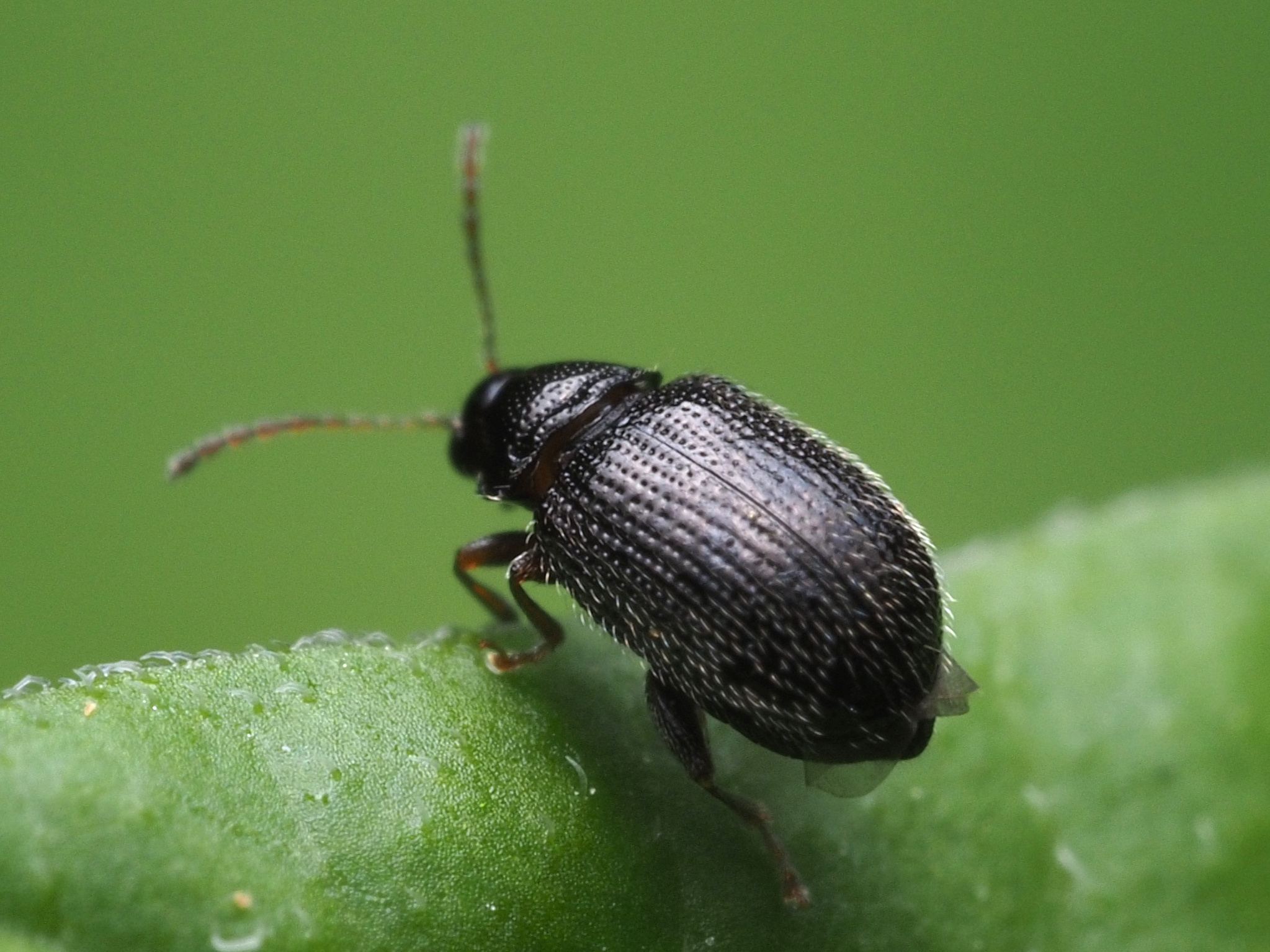Epitrix cucumeris
