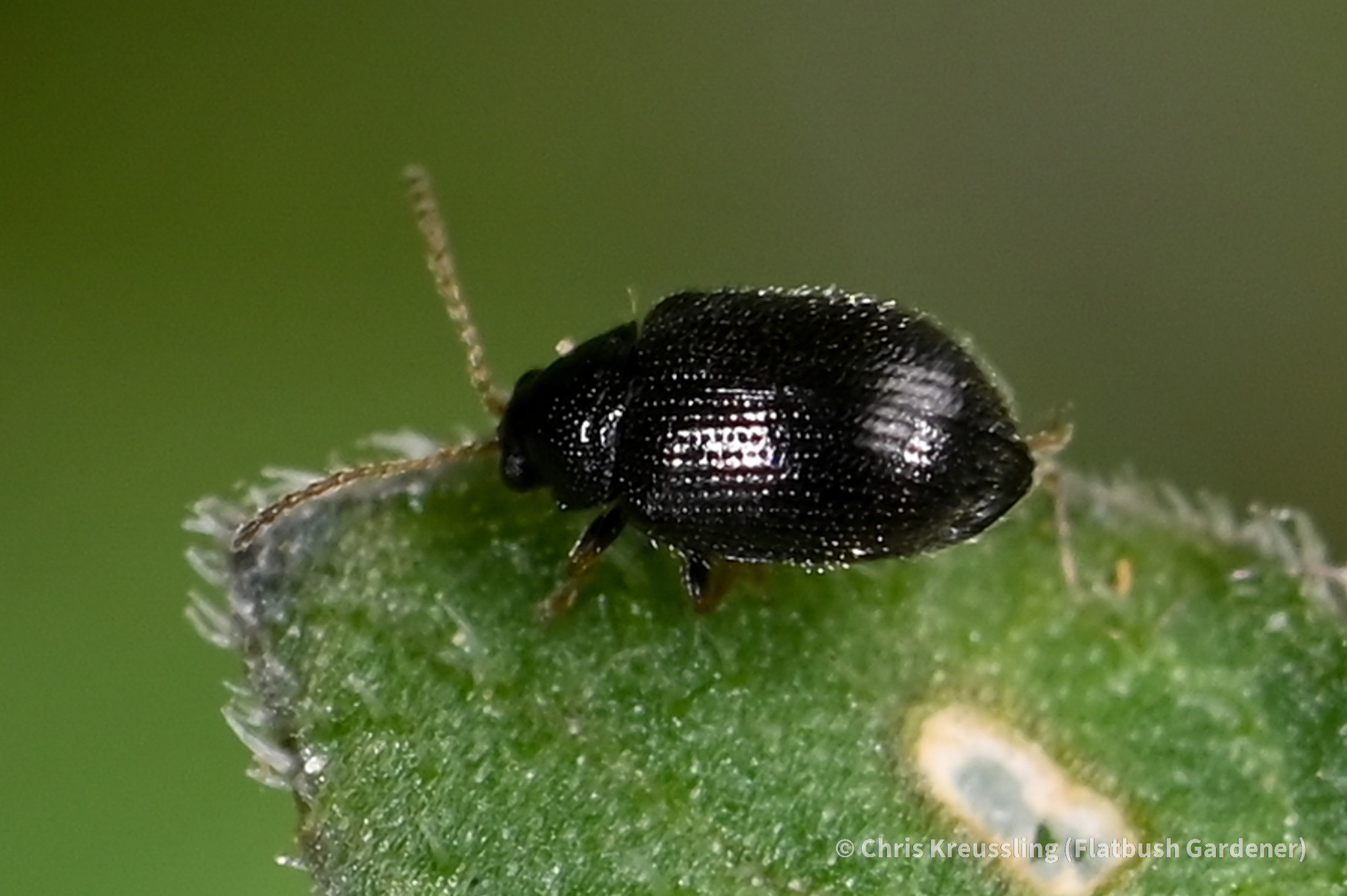 Epitrix cucumeris