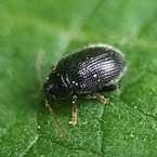 Epitrix cucumeris