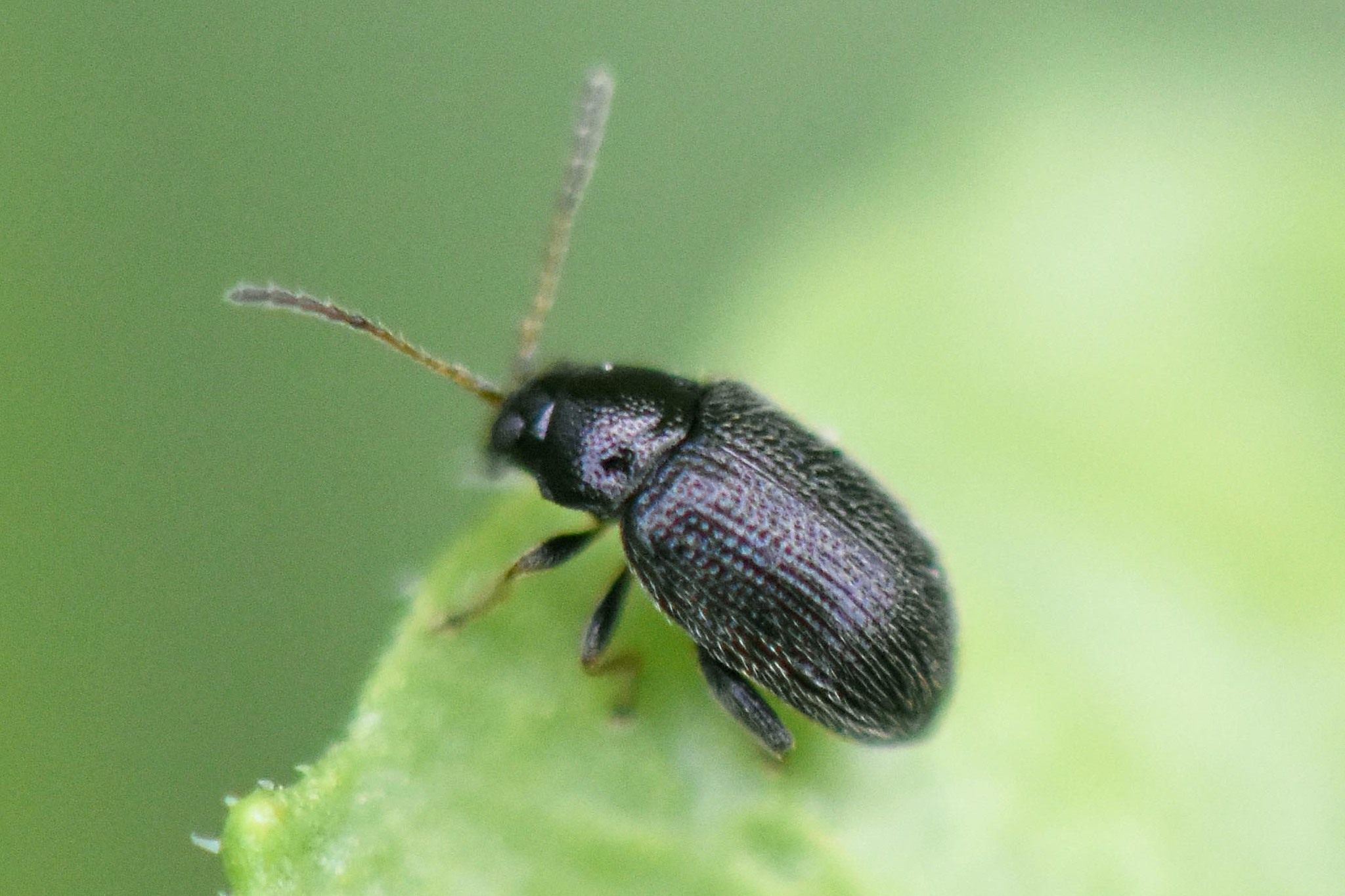 Epitrix cucumeris