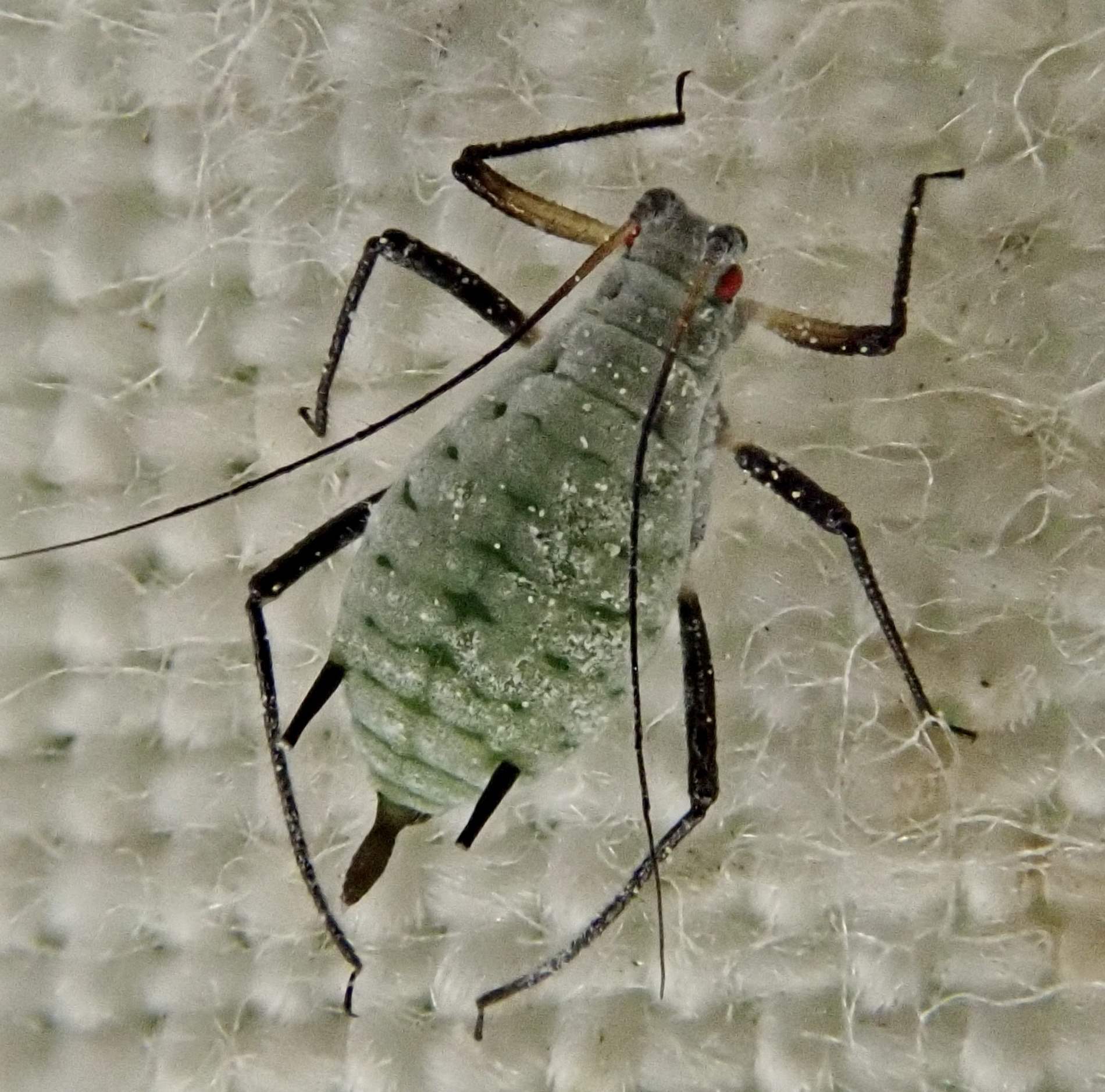 Macrosiphoniella
