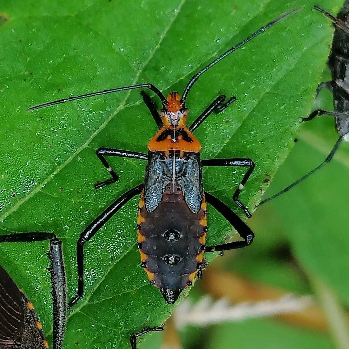 Phthia