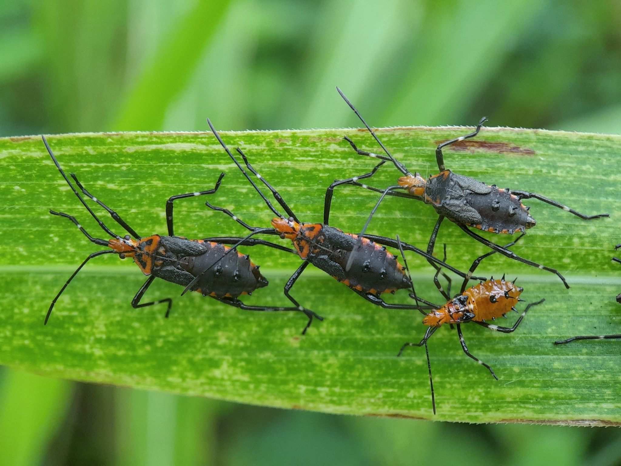 Phthia
