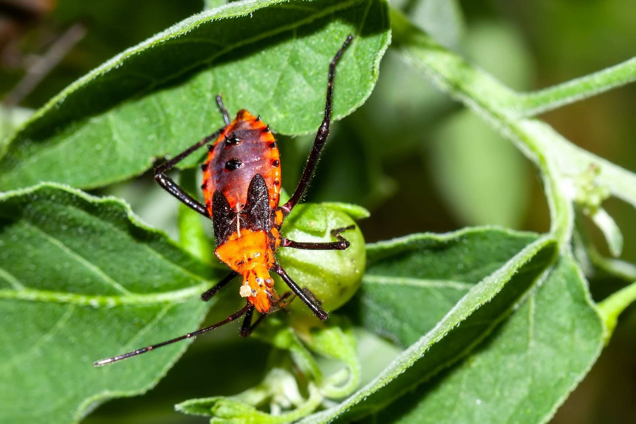 Phthia