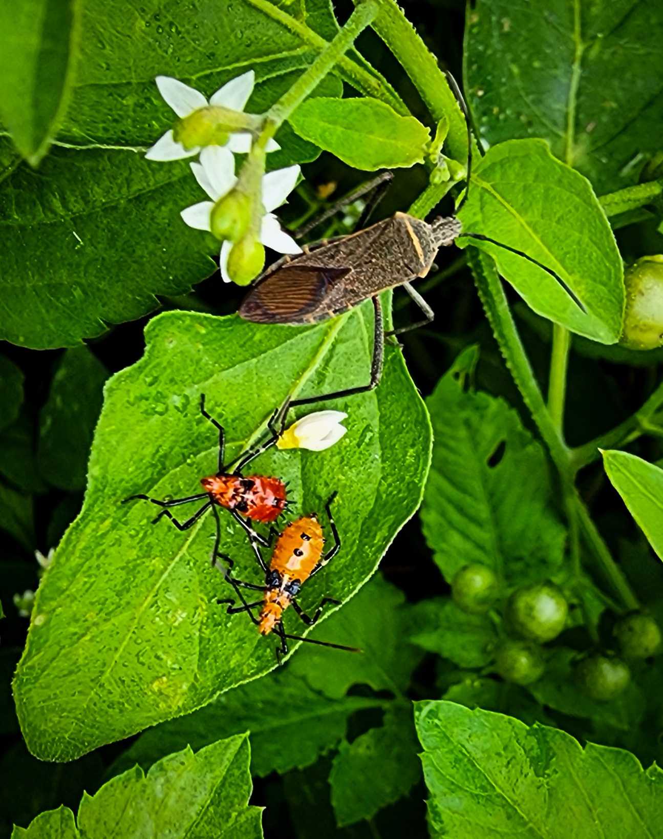 Phthia