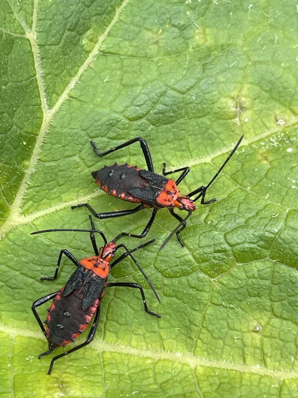 Phthia